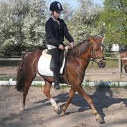 Welsh Pony (sec B) Sianwood Starburst [ eks part ]