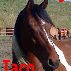 Anden særlig race Taco (argo) (solgt) savner