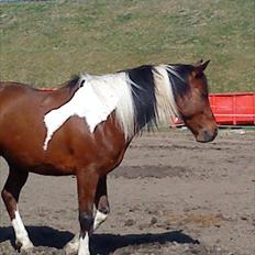 Anden særlig race Taco (argo) (solgt) 
