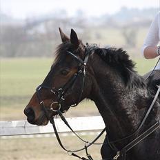 Traver migaya (solgt)