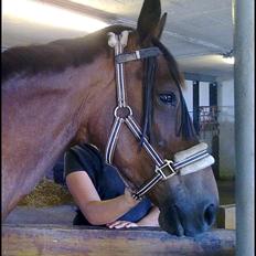 Traver migaya (solgt)