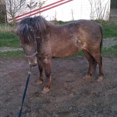 Anden særlig race Tinka