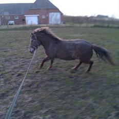 Anden særlig race Tinka