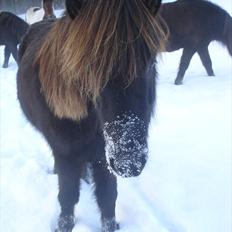 Islænder pokka fra voerbjerg