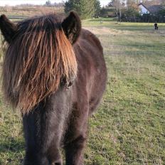 Islænder pokka fra voerbjerg