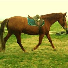 Anden særlig race Nikita