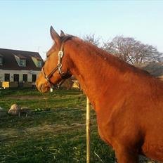 Anden særlig race Nikita