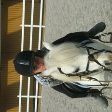 Welsh Mountain (sec A) Gribsvads Nielaus (SOLGT)