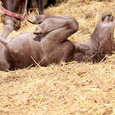 Shetlænder Milano af Birkegaard