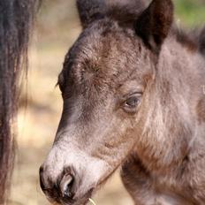 Shetlænder Milano af Birkegaard