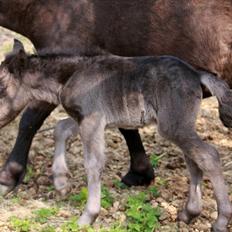 Shetlænder Milano af Birkegaard
