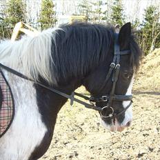 Anden særlig race Musse<33 solgt:'( *du vil altid være i mit hjerte*