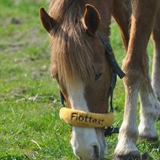 New Forest EgHolms Malou <3<3