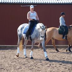 Dansk Varmblod dream star 