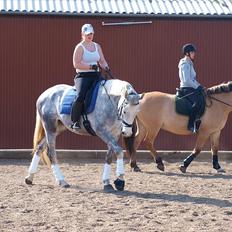 Dansk Varmblod dream star 