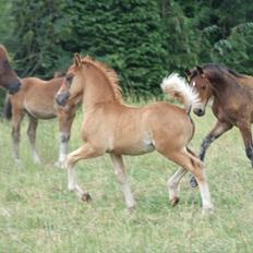 Welsh Cob (sec D) Brynithon Royal Commander