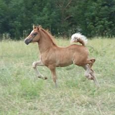 Welsh Cob (sec D) Brynithon Royal Commander