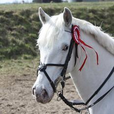 Irsk Sportspony Crocketstown Spotty