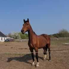 Dansk Varmblod Karola Kildemark