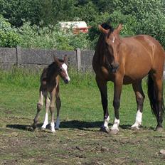 Dansk Varmblod Karola Kildemark