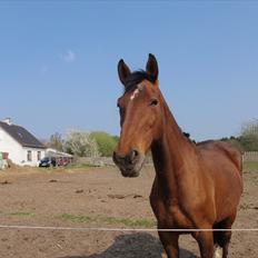 Dansk Varmblod Karola Kildemark