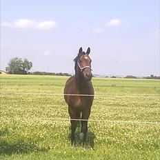 Tysk Oldenburger Terra X