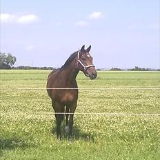 Tysk Oldenburger Terra X