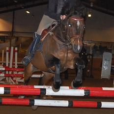 Anden særlig race Jussie