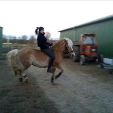 Haflinger Daisy  (Himmelhest) :(