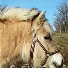 Fjordhest Lady.! "part"
