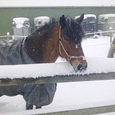 Anden særlig race lotte - barrtôssen