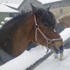 Anden særlig race lotte - barrtôssen
