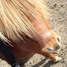 Shetlænder Lukas:D "Passer"