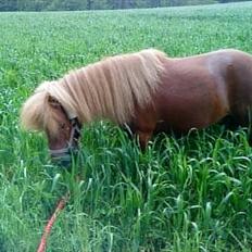 Shetlænder Lukas:D "Passer"