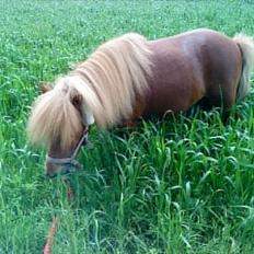 Shetlænder Lukas:D "Passer"