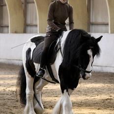 Tinker trold Rideskolehest