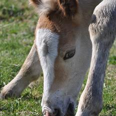 Tyroler Haflinger Atilo