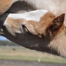 Tyroler Haflinger Atilo