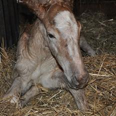 Tyroler Haflinger Atilo