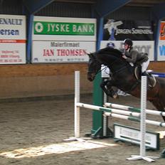 Dansk Varmblod caron(lånehest)