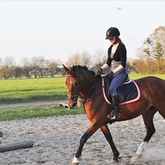 Anden særlig race Star