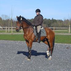 Dansk Varmblod Kessler *SOLGT*