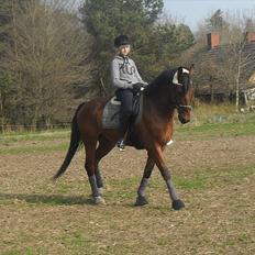 Dansk Varmblod Kessler *SOLGT*