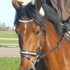 Dansk Varmblod Kessler *SOLGT*