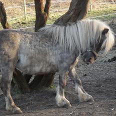 Shetlænder Silver<3 solgt altid elsket og savnet!