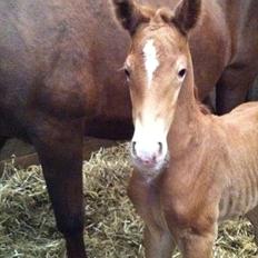 Frederiksborg Fallulah