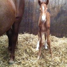 Frederiksborg Fallulah