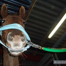 Anden særlig race Rødhætte *Halvpart*