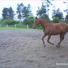 Anden særlig race Rødhætte *Halvpart*
