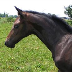 Anglo Araber (AA) Prince II